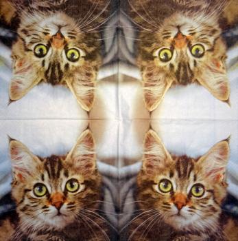 999.085 Cats (85)